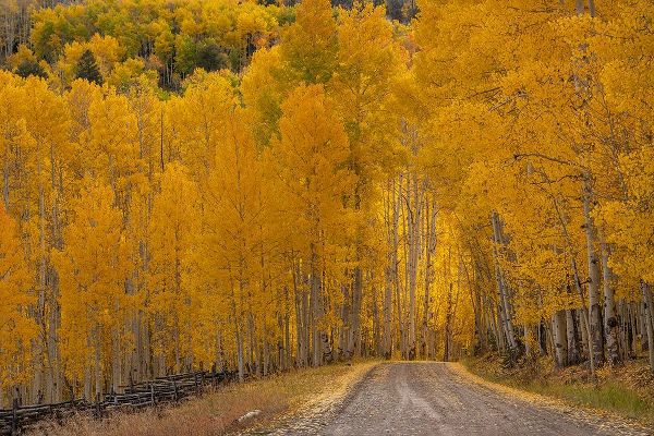 Jaynes Gallery 아티스트의 USA-Wyoming-Grand Teton National Park Road through fall aspen trees작품입니다.